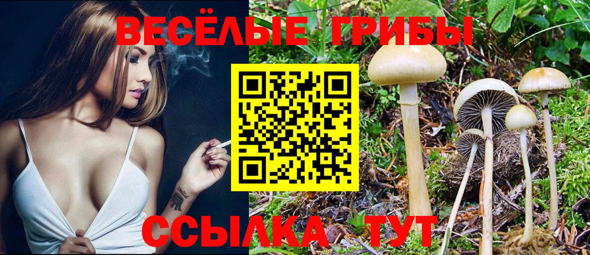 Псилоцибиновые грибы GOLDEN TEACHER Губаха
